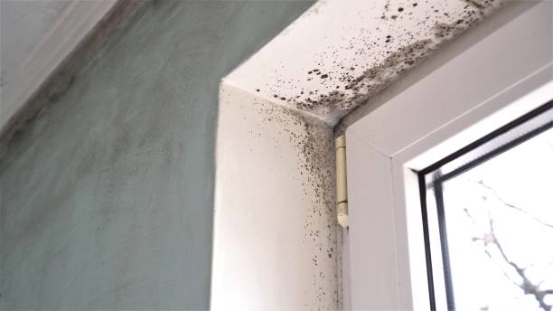 Mold Remediation for Rental Properties in Fruitland, MD